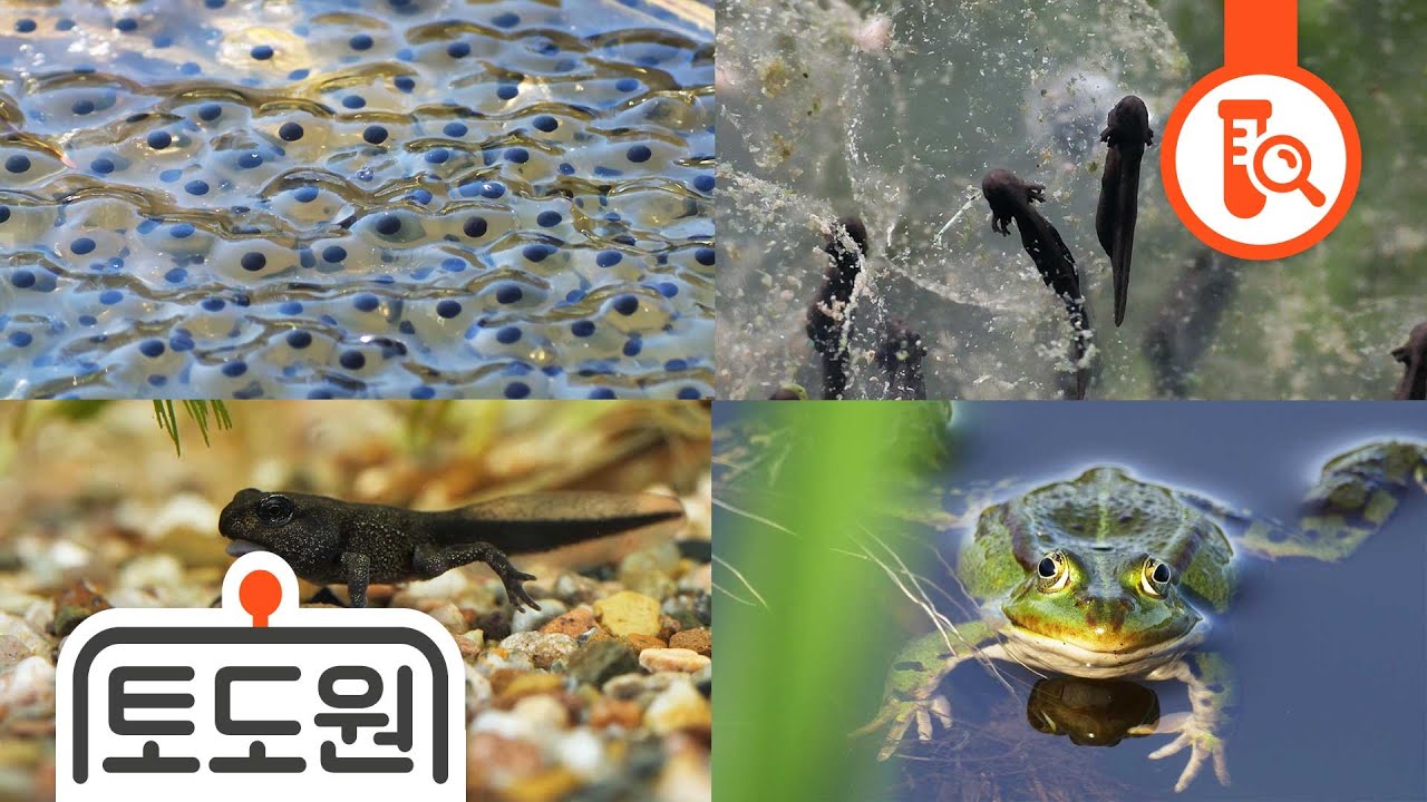 개굴개굴 개구리 🐸 | 개구리 성장과정 | 어린이과학 | 토도과학 | 토도원