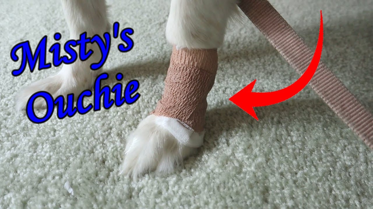 Bandaging My Dog's Leg | Lick Wound?