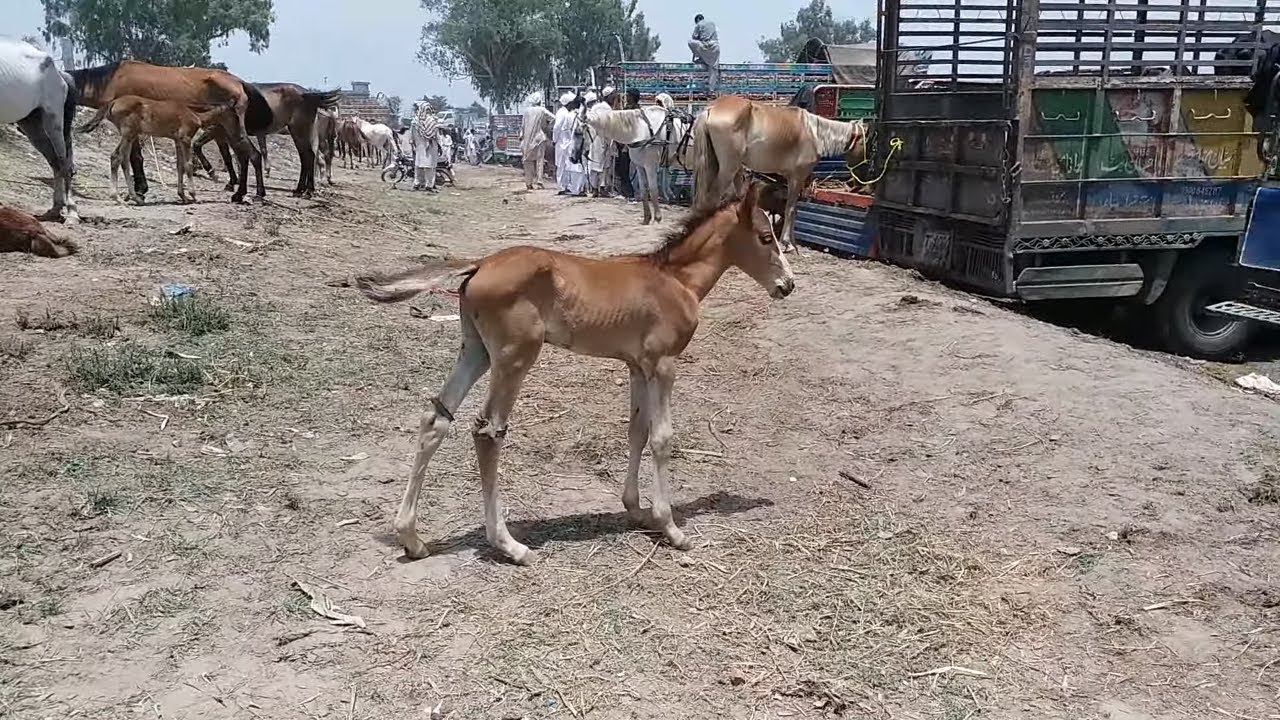 bachay samat ghoriya gujrat mandi ma for sale hai video make by baba Nawaz 2020