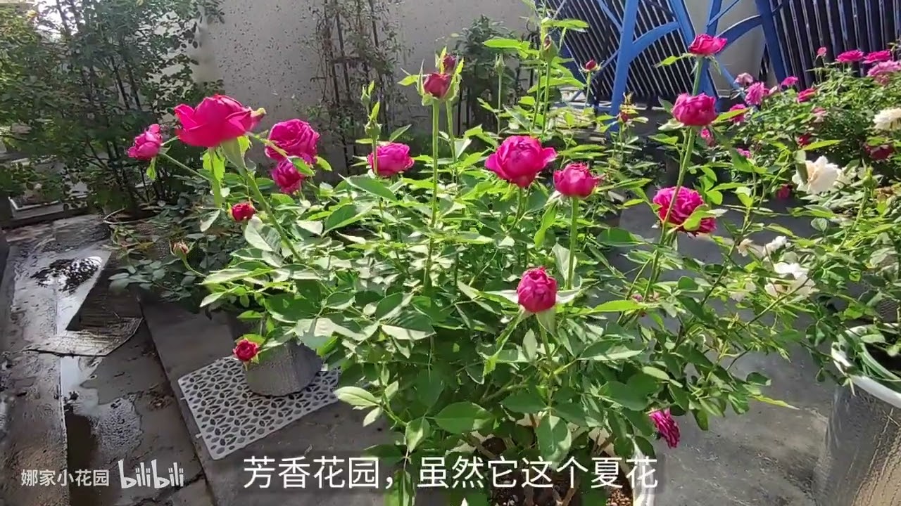 评点最耐热的十五个月季品种（下）