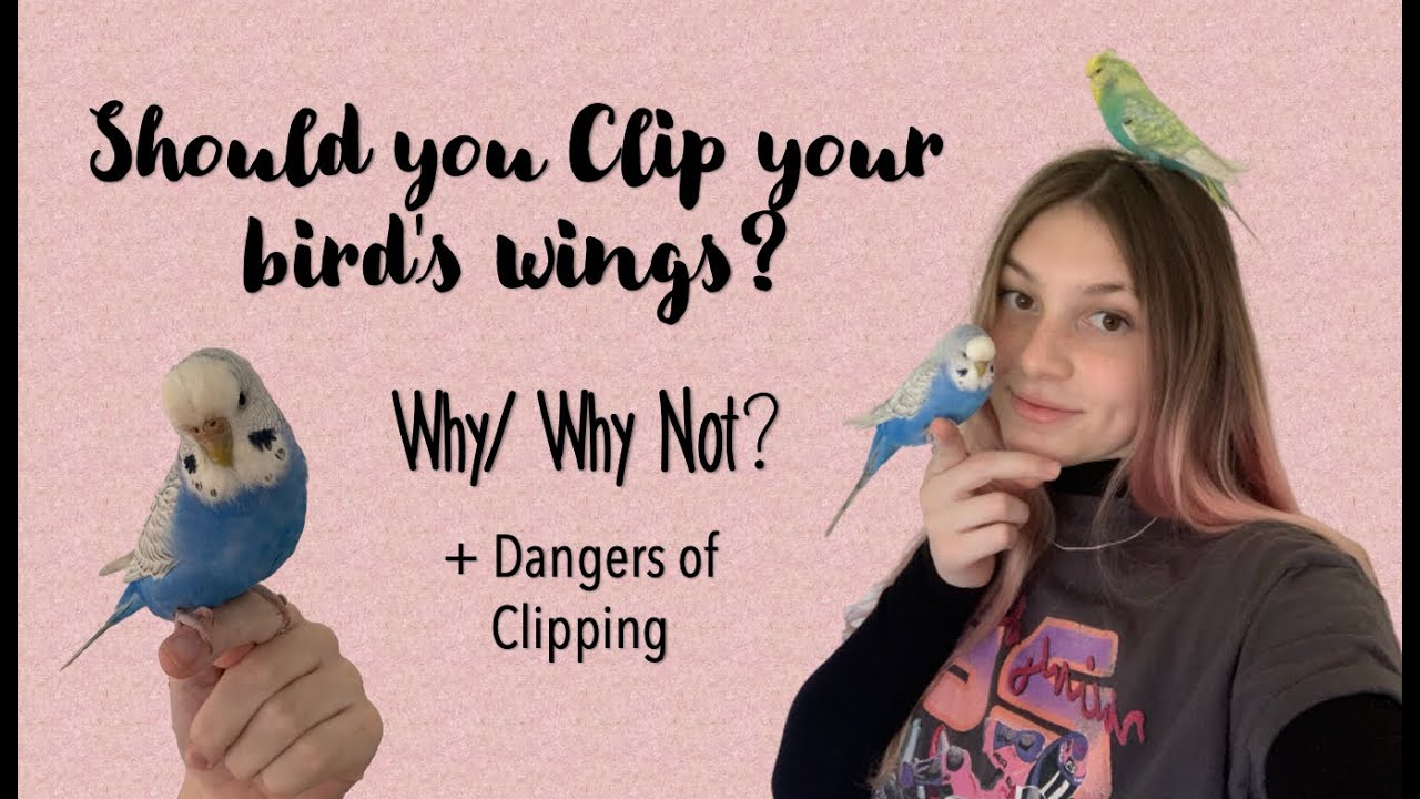 Should you Clip your Birds Wings?