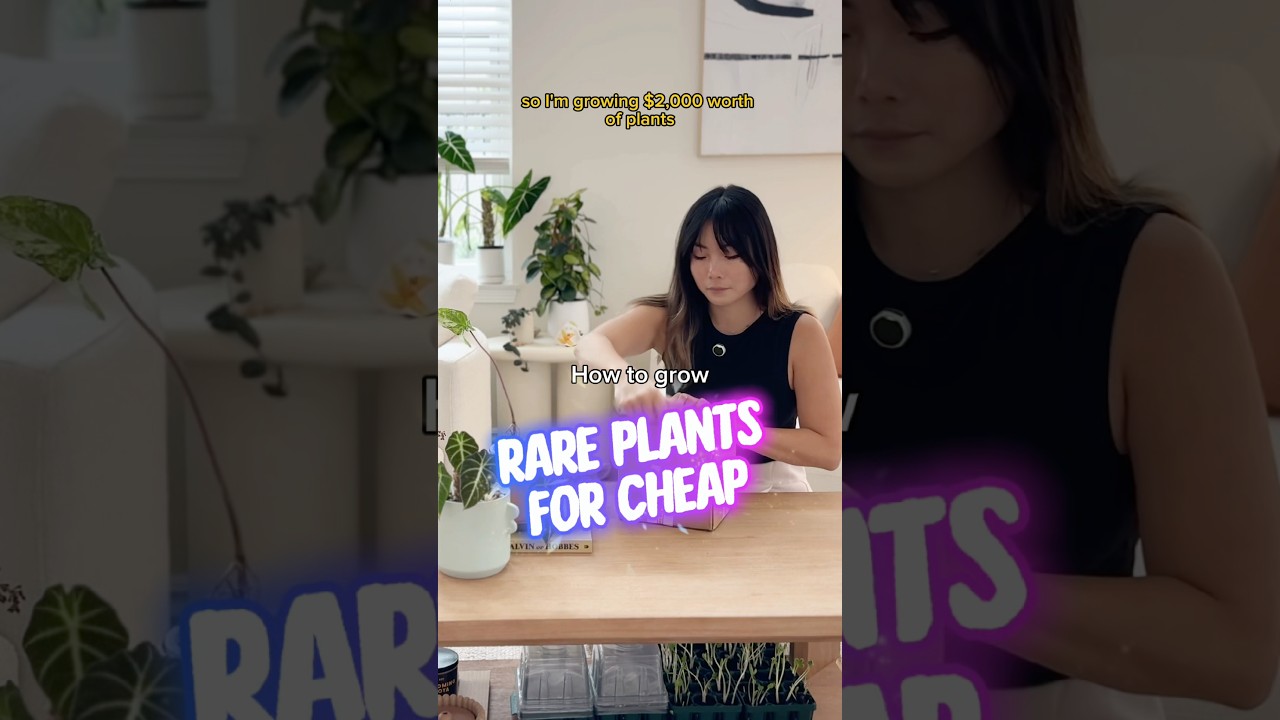 Как вырастить РЕДКИЕ растения ДЕШЕВО! #шорты #растения #комнатныерастения #культуратканей #комнат...