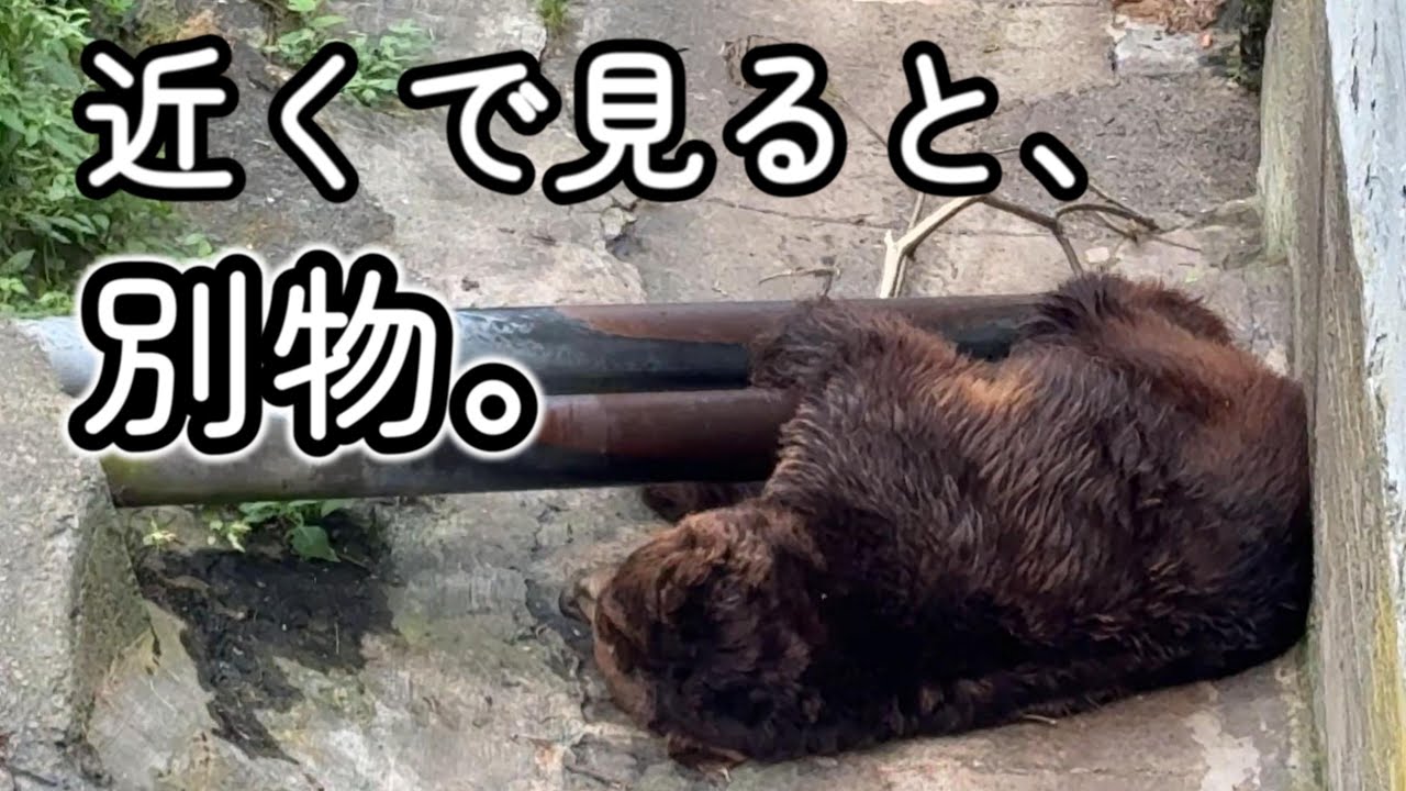 癒しの次に来た現実。大人のヒグマの存在感が別次元だった｜のぼりべつクマ牧場