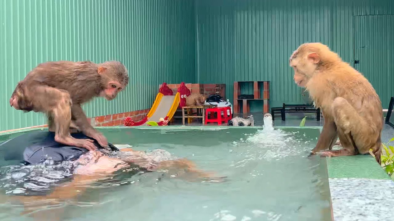 Grandpa enjoys swimming in the pool with monkey Sam & Asher