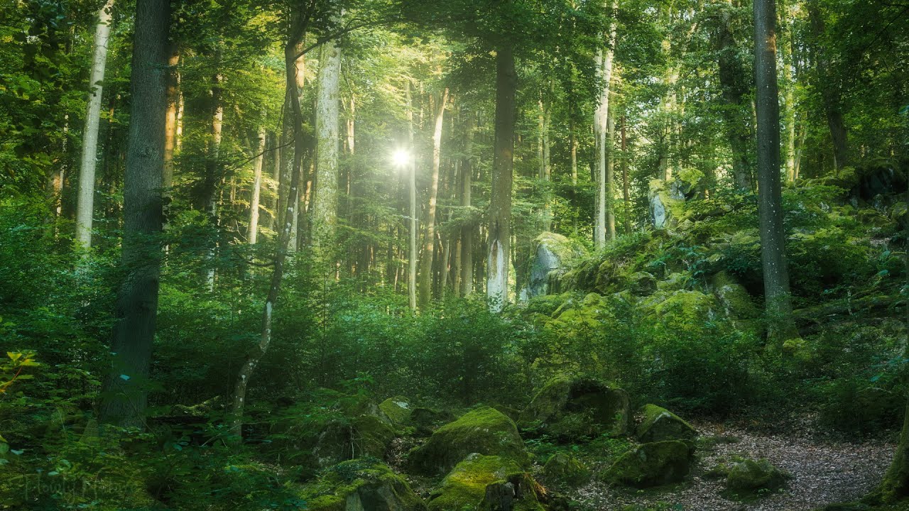 🌳 4K - Relaxing Nature Sounds For Stress Relief, Forest Sounds, Bird Song, ASMR, No AI