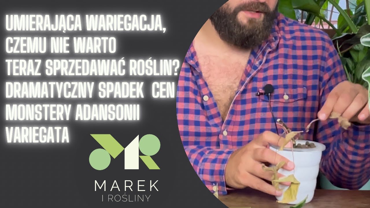 Szokujący spadek ceny! Monstera adansonii variegata oraz czemu nie warto teraz sprzedawać roślin