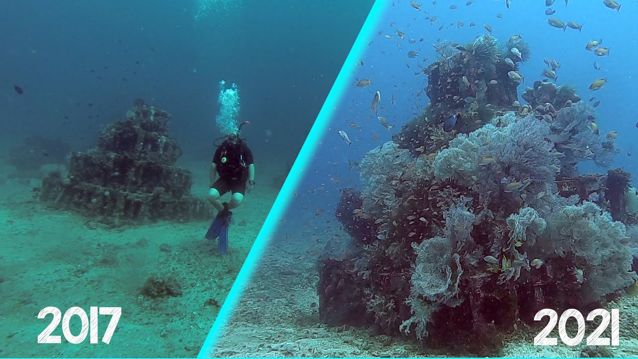 Artificial Bali reefs. Episode 213