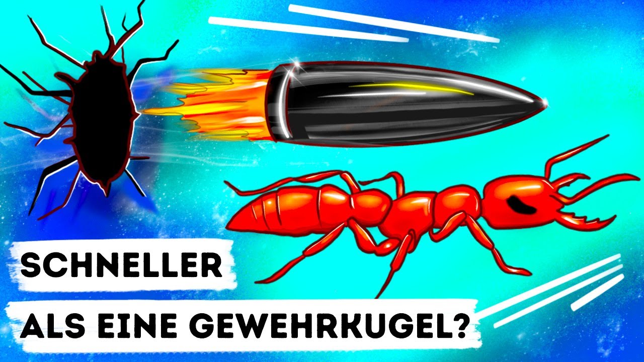 Das schnellste Tier ist nicht der Gepard, sondern ein Insekt ?