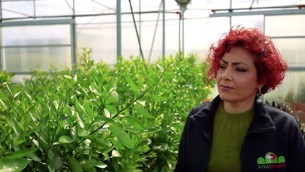 I Vivai Milone producono oltre il 60% delle piante di agrumi certificate in Italia
