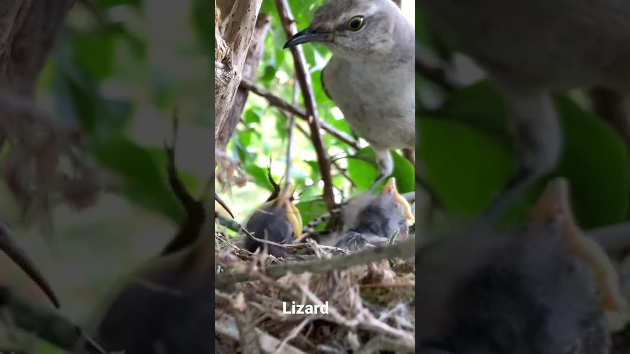 Mother mockingbird feeds lizard to babies