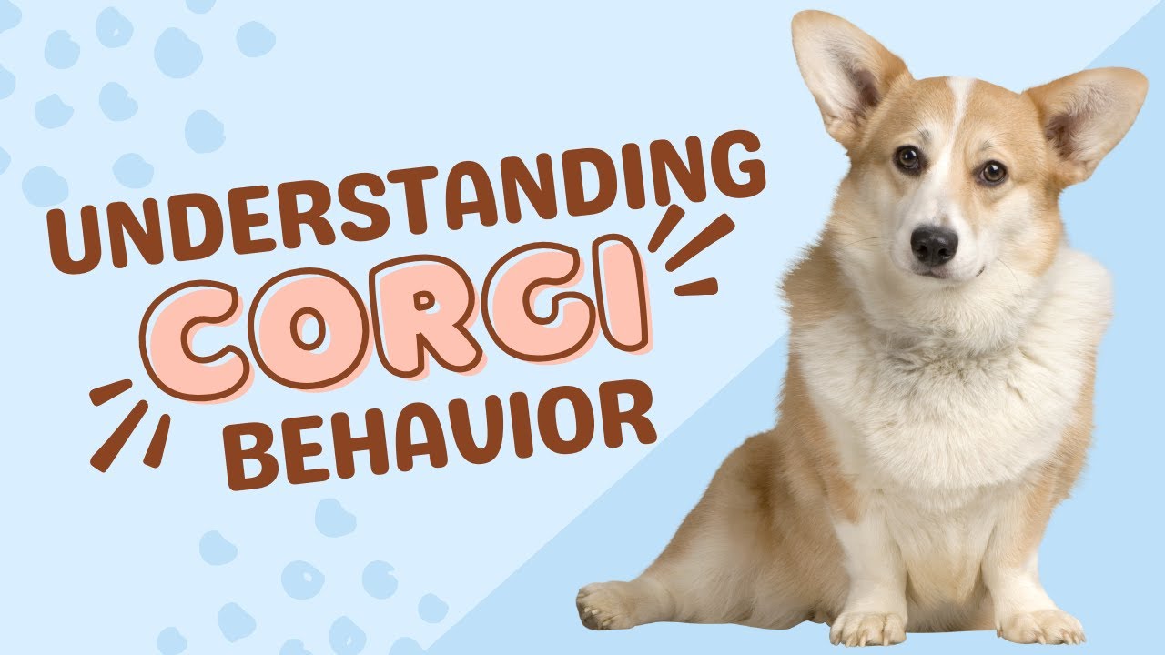 Understanding Corgi Behavior: Insights and Tips