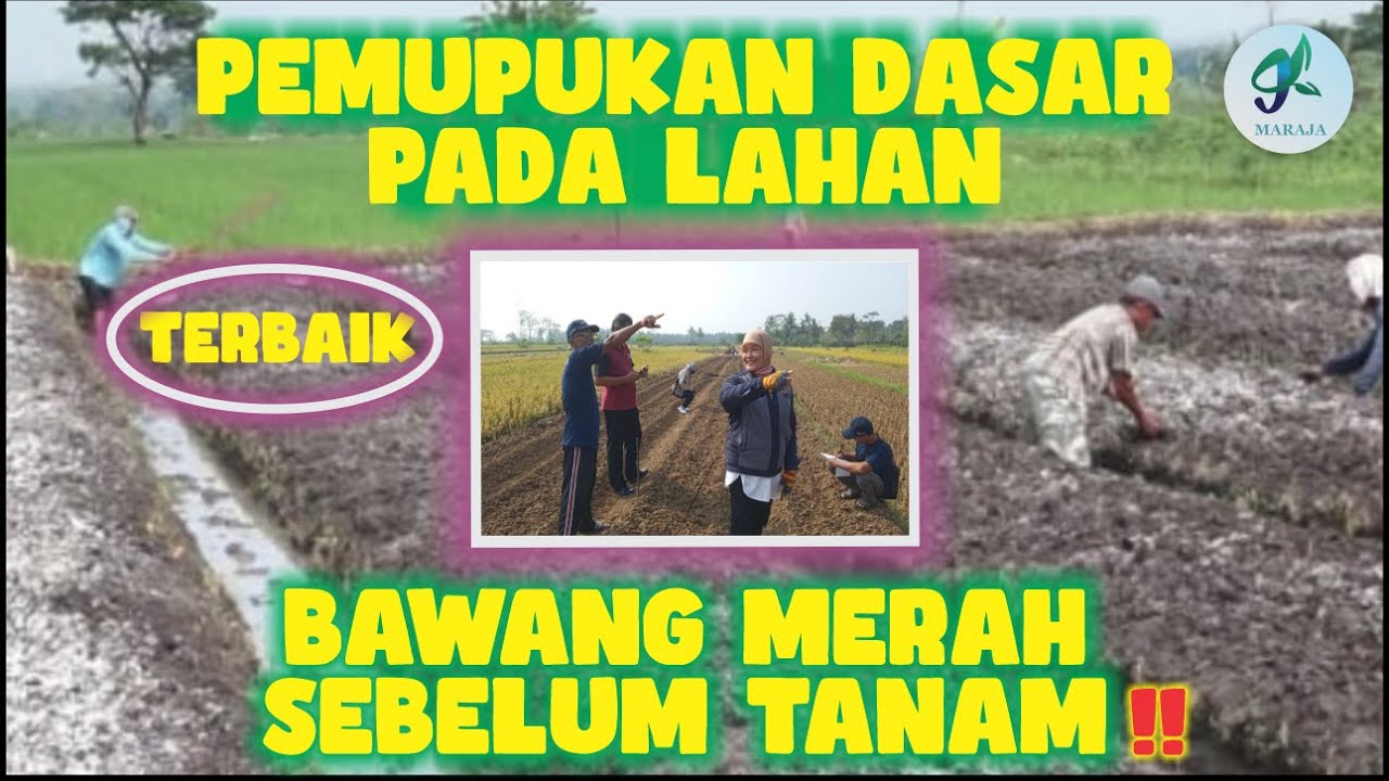 PEMUPUKAN DASAR PADA LAHAN BAWANG MERAH SEBELUM TANAM‼️