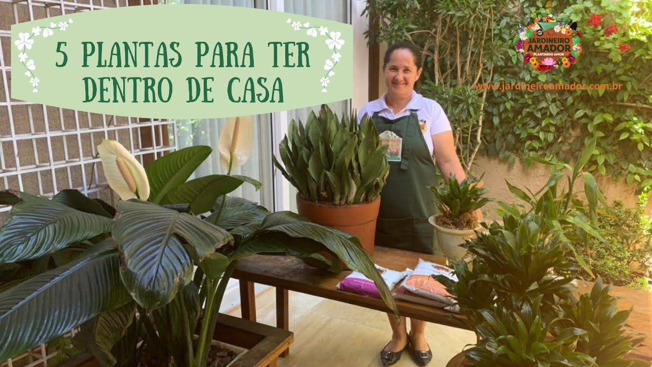 Conhe&ccedil;a 5 plantas ideais para ambientes internos
