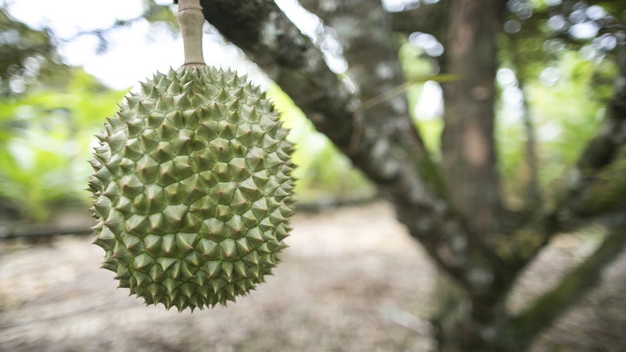 fruit