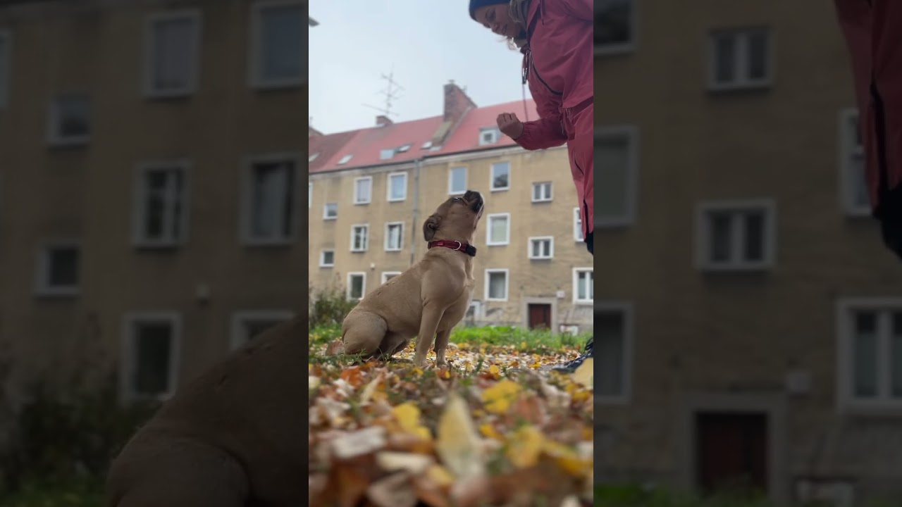 Zolux Sweeties (dogs)