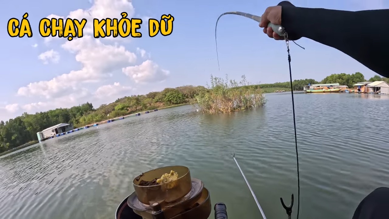Cá Gì Chạy Khoẻ Kinh Khủng