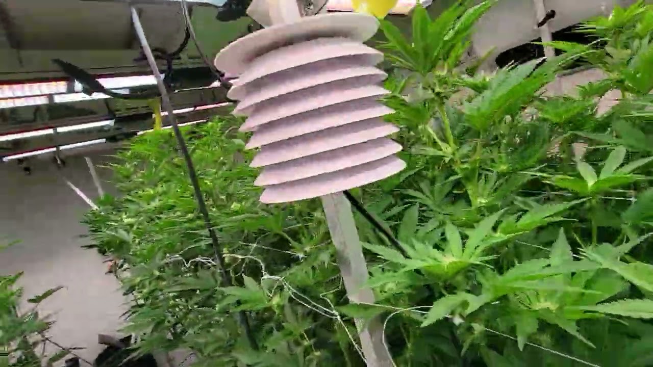 Day 15F Sol3, Don Mega, Grape Waves, ScynceLED, Cropsalt, Indoor Garden