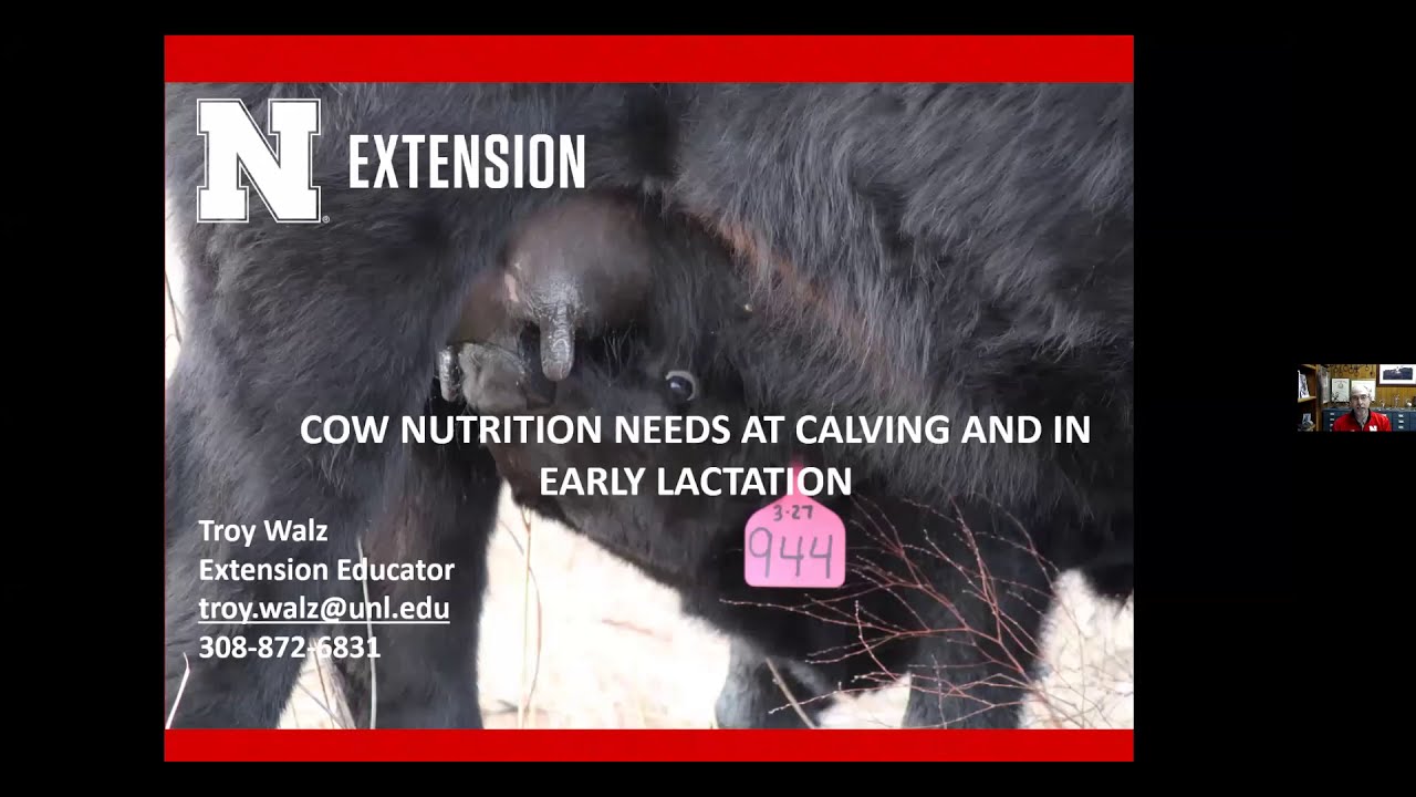 Beef Cow Nutrition Needs