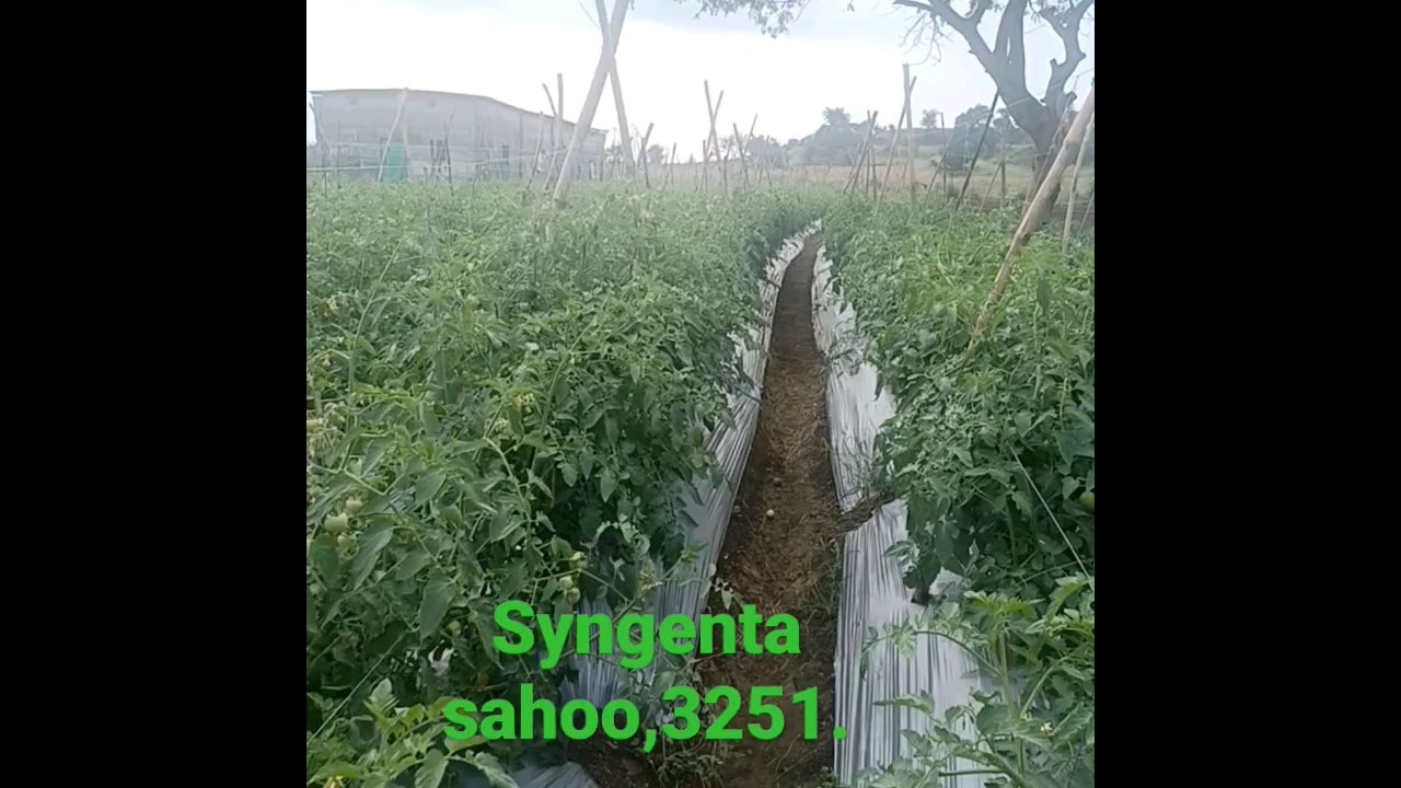 #Farming technology#mulching #support farmers #technical Farming#likeforlikes #success#subscribe.
