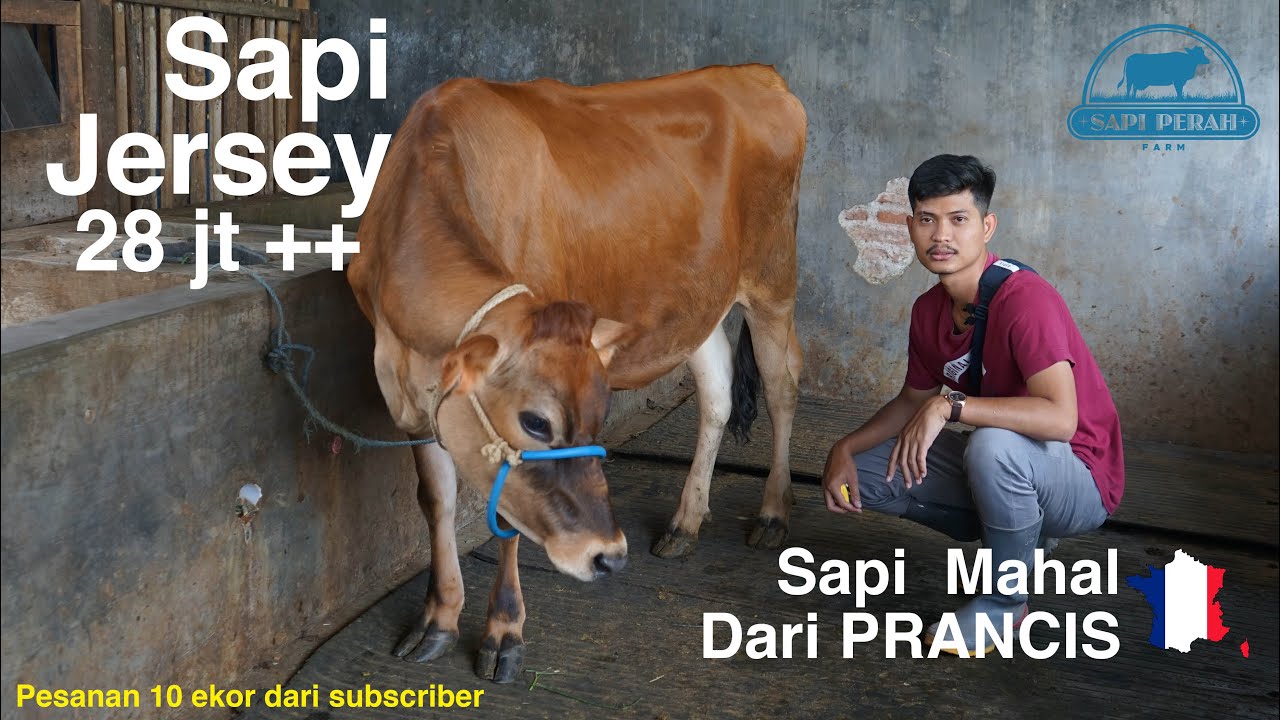 BERBURU SAPI PERAH UNTUK SUBSCRIBER ⁉️ AUTO BORONG 10 EKOR ‼️‼️ #sapiperah #sapi #jersey