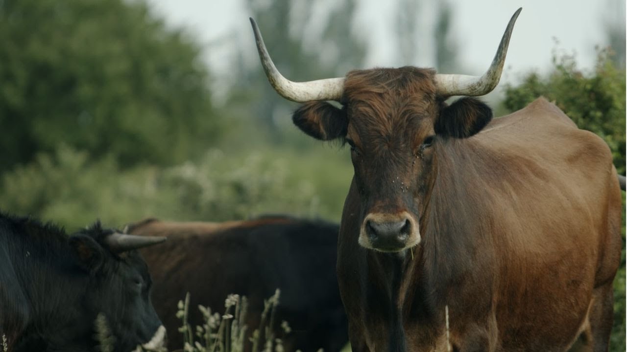 Divocí koně, zubři a pratuři vracejí do české krajiny květiny a motýly.