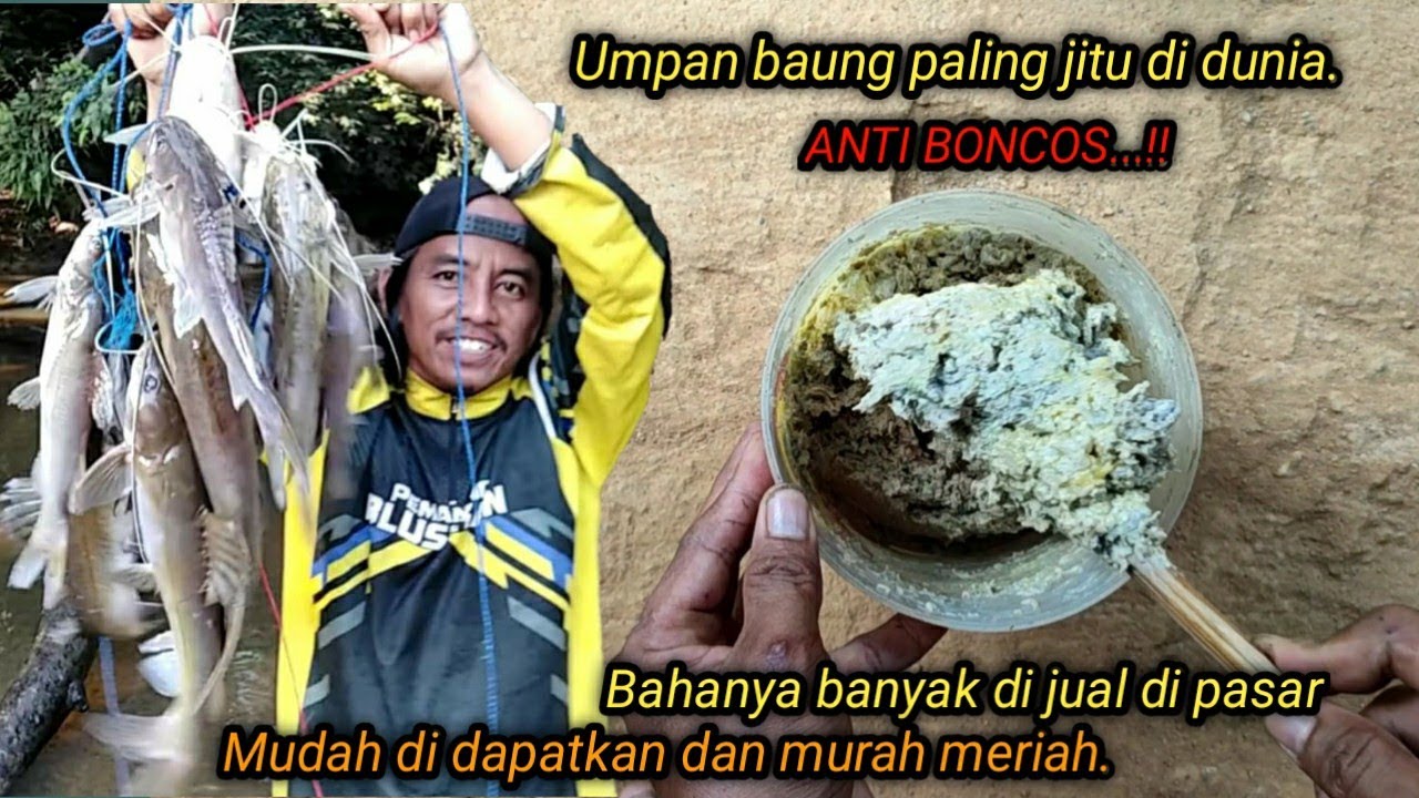 CARA MEMBUAT UMPAN KUCUR UNTUK IKAN BAUNG PALING AMPUH DAN MANJUR