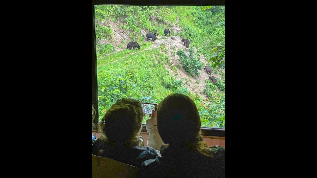 Bears In The Wild Brasov Experience (Small Group Forest Hideout)