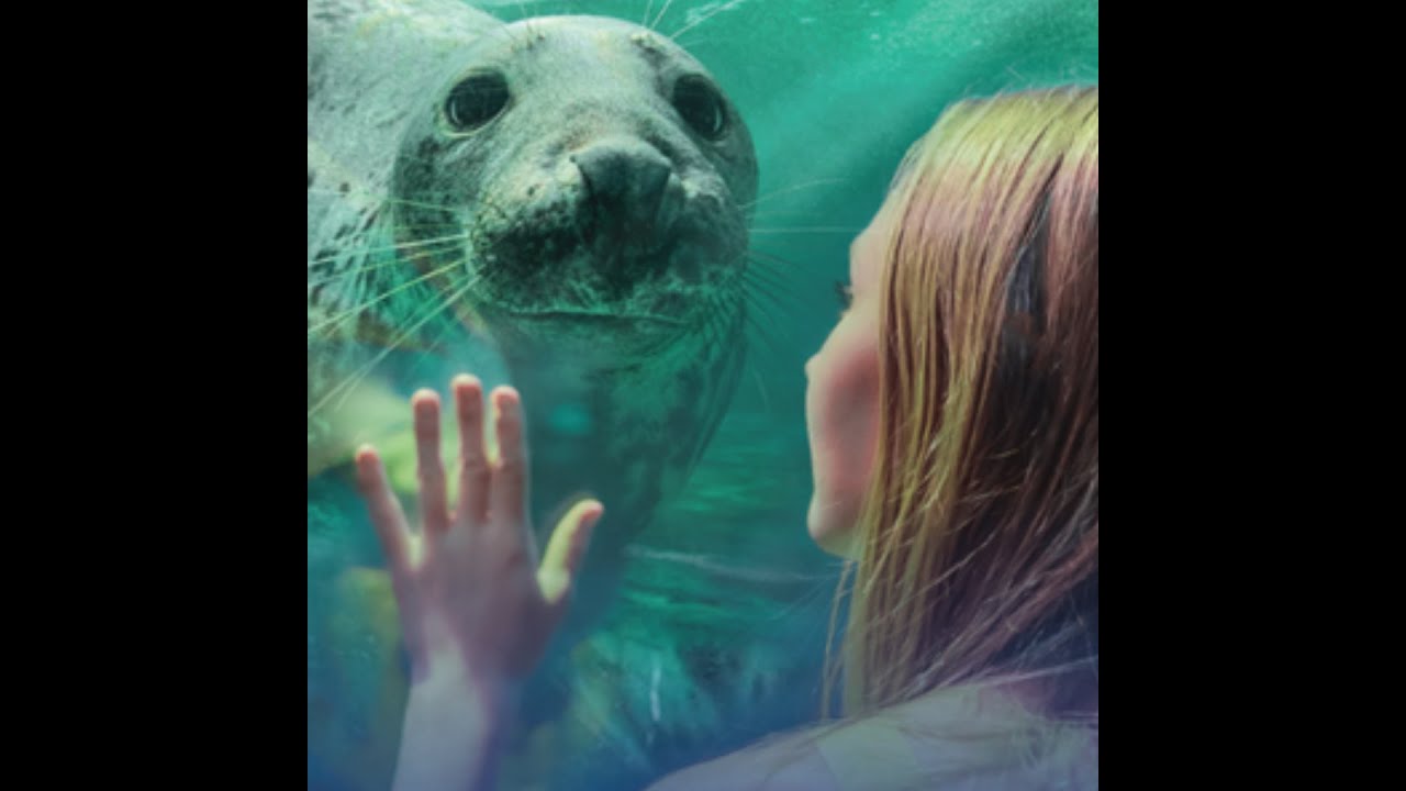 Cornish Seal Sanctuary