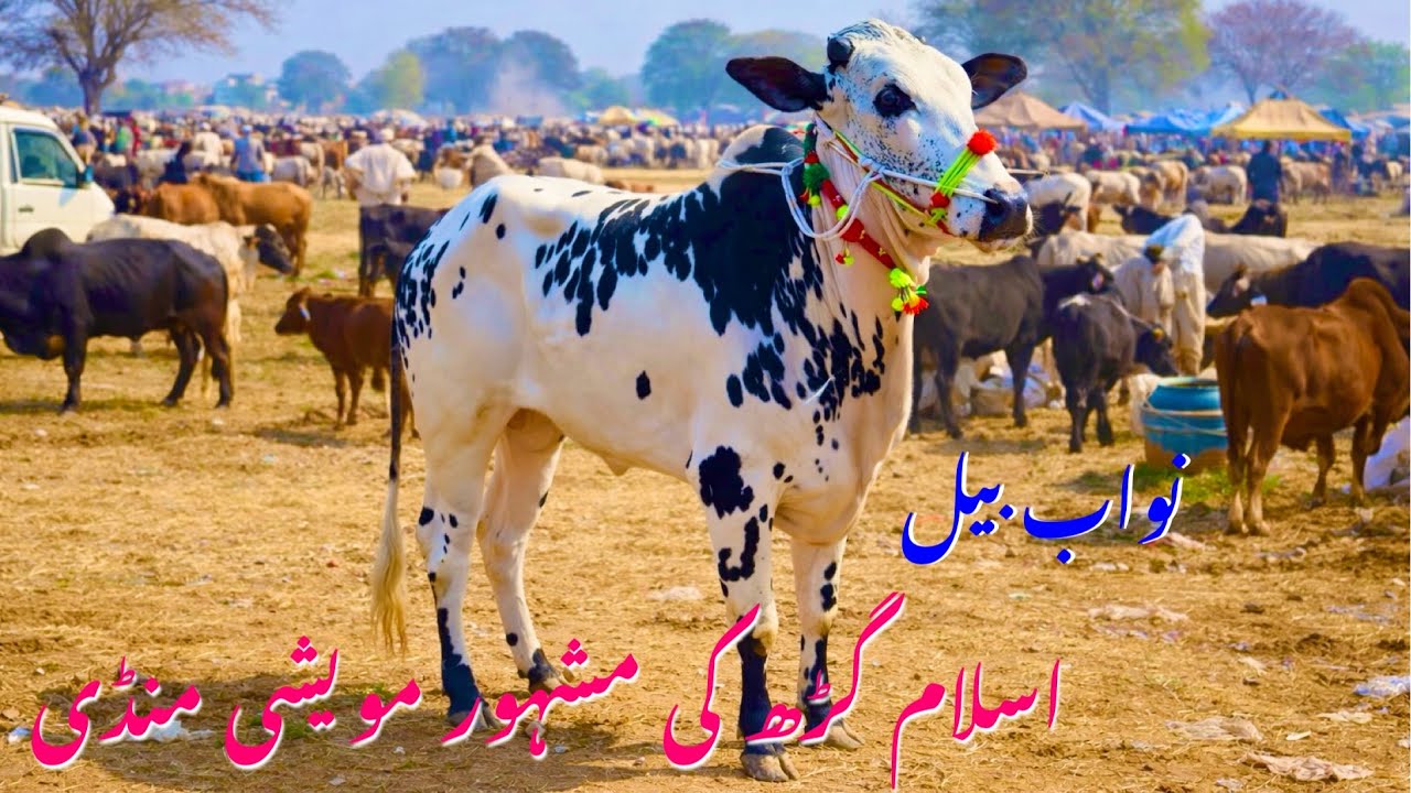 Islamgarh Cattle Mandi | Beautiful Cows & Bulls in Open Market | Live Cattle Bazaar | Des Pardes 
