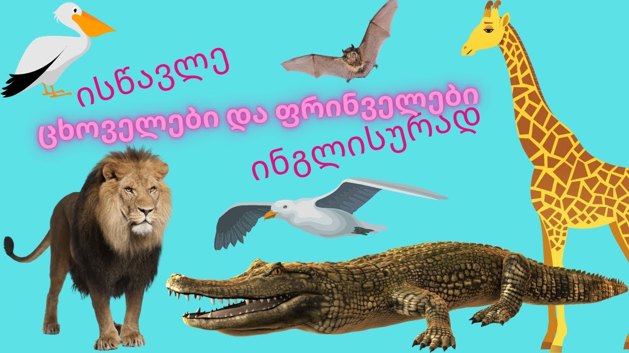 ისწავლე ცხოველები და ფრინველები ინგლისურად და ქართლად