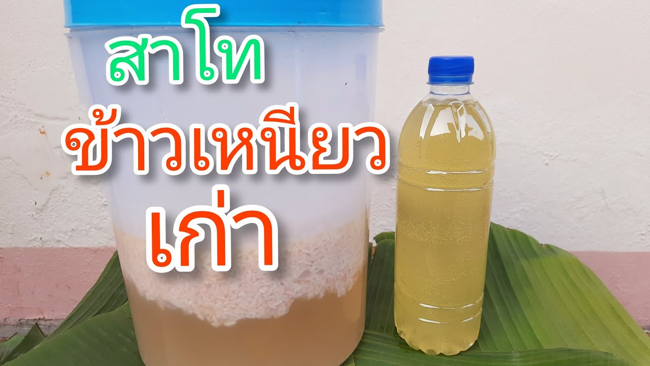 วิธีทำสาโท  #สาโทข้าวเหนียวเก่า สีทองหอมหวานอร่อย #ทำง่ายมาก