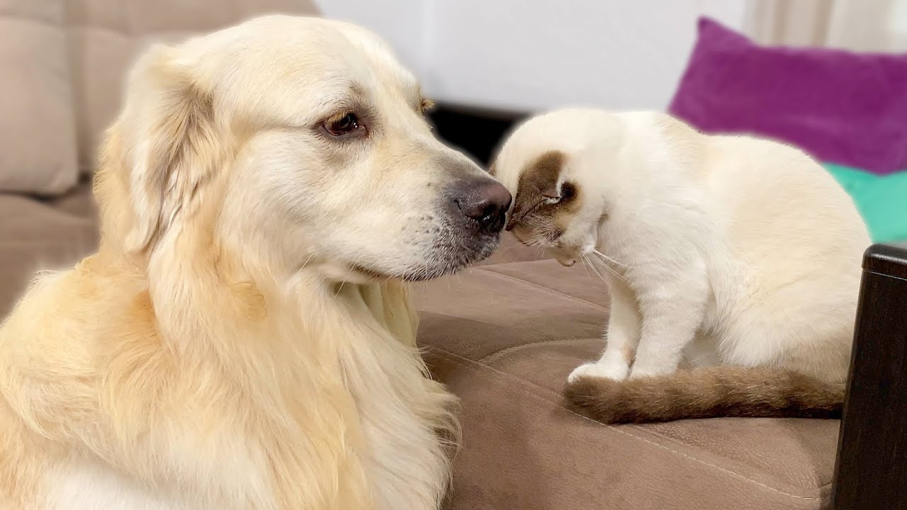 Kitten Demands Petting from Golden Retriever!