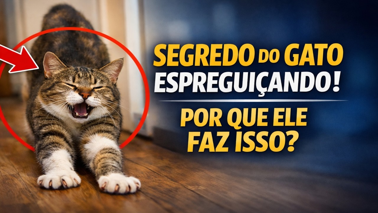 A ciência revelou o segredo: por que o seu gato se espreguiça quando vê você?