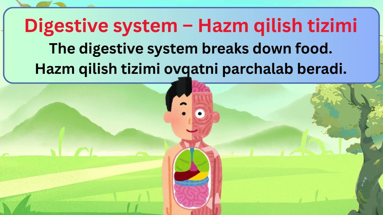 Inson ichki aʼzolari! Internal organs! #heart #brain #lungs