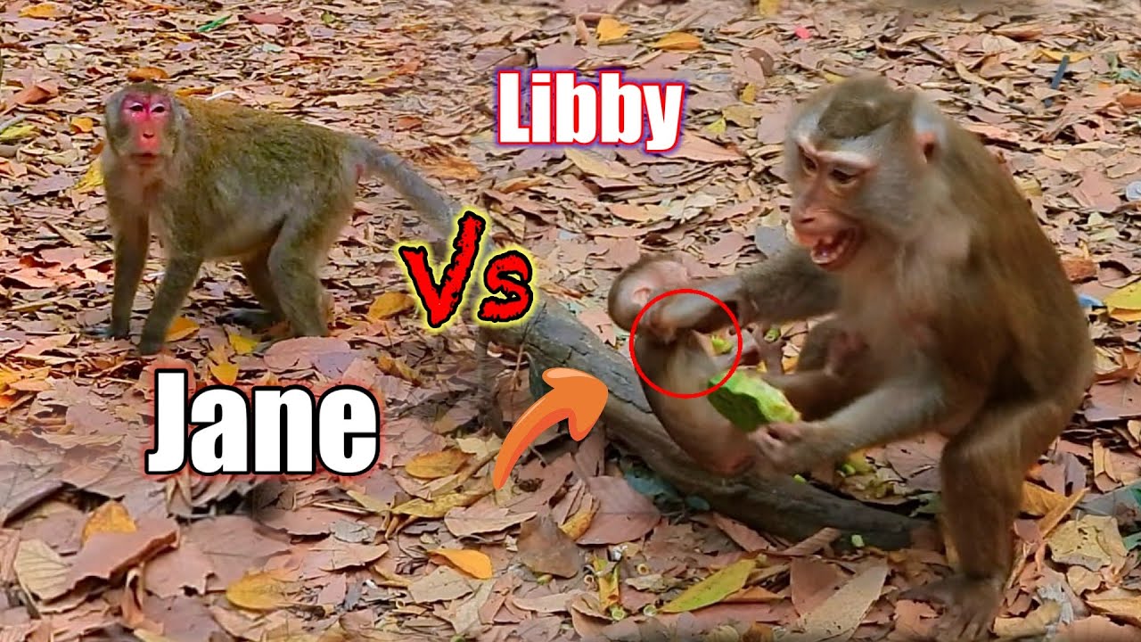 What happened..!! Jane old monkey take Troops go to meet Libby and LiLy..