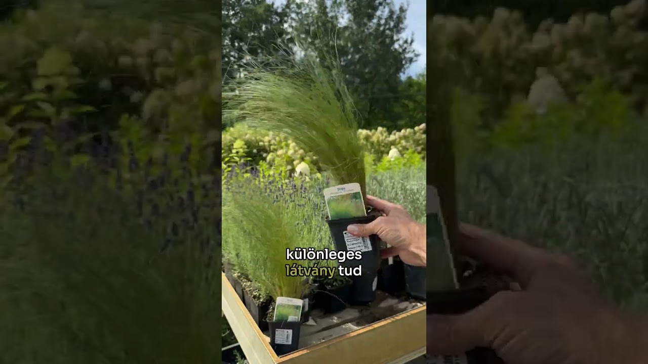 A legnépszerűbb díszfüvek a kínálatunkban