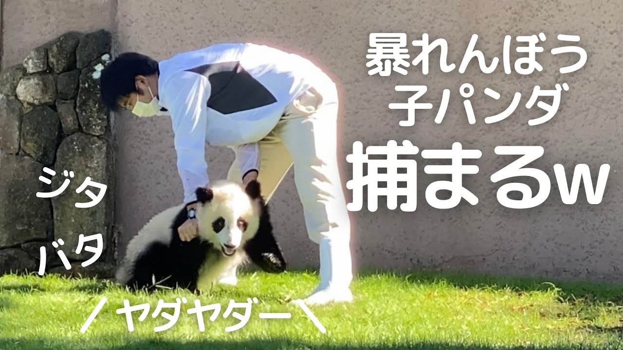 もぅやけくそ😂櫓から飛び降り飼育員さんに体当たりwおてんば子パンダ楓浜🍁