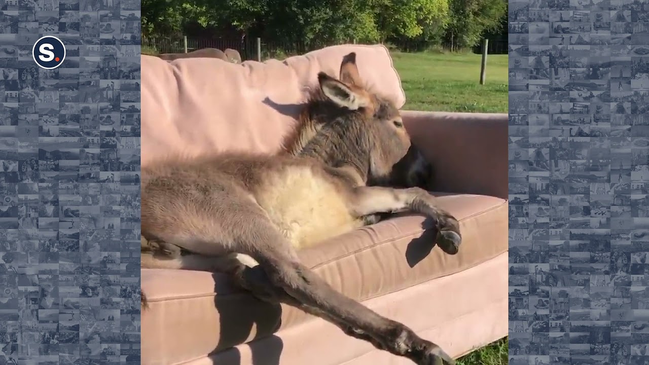 Lazy Ass: Donkey Takes a Break on Comfy Couch