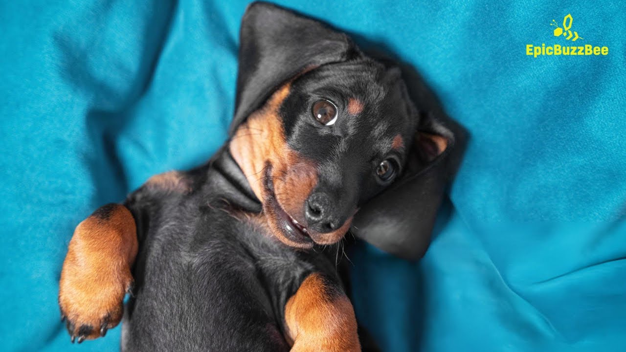 🤣Funniest Dachshund Moments of 2024🐕‍🦺 | Best Video Compilation