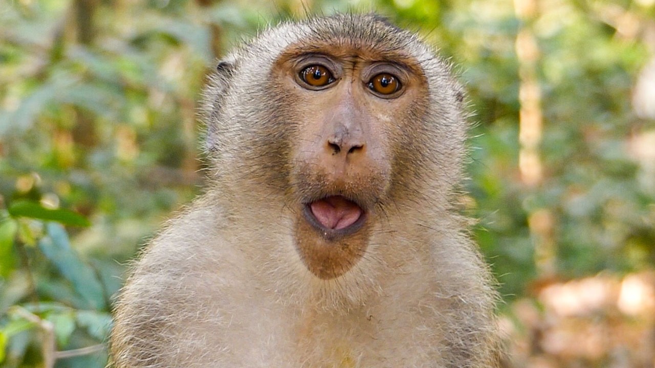 Nature in calm flow |Monkey Brady surely has his biological mom look but not her fully care