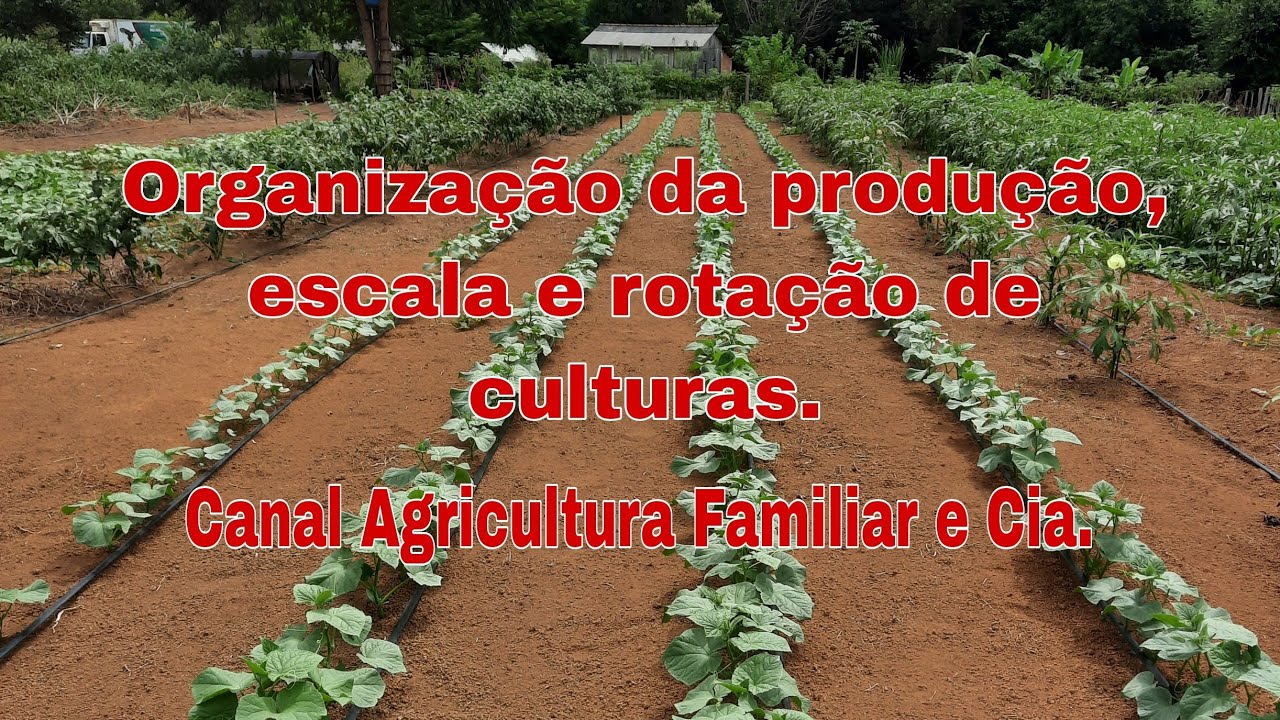 Organização da produção, escala e rotação de culturas.