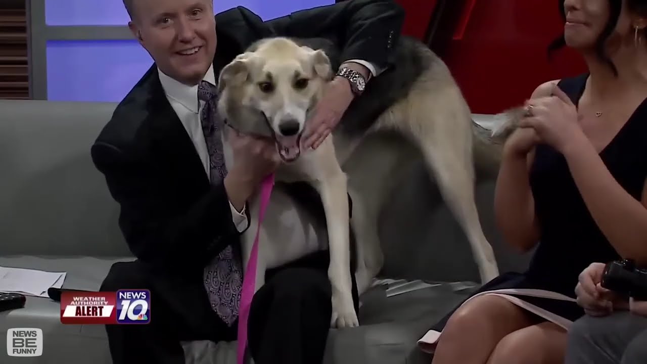 Best Dogs News Bloopers