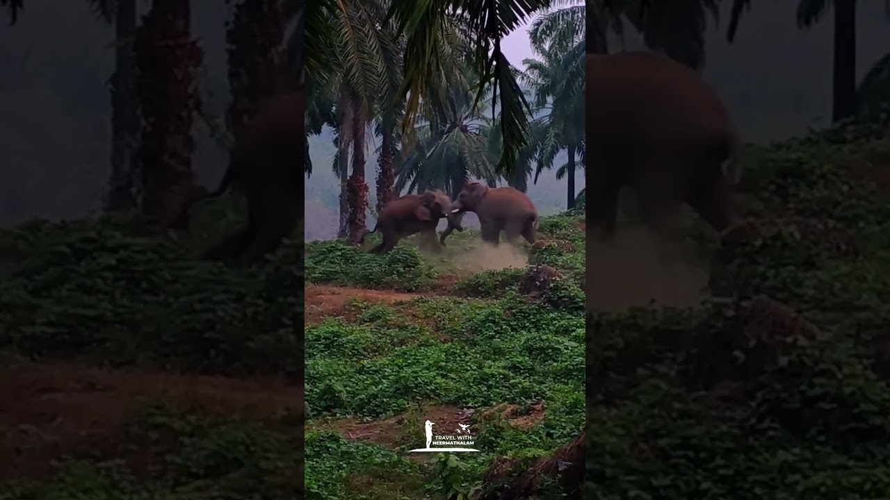 What a thunderous roar the elephants make in the morning 😄🐘 #wildelephant #wildanimals #elephantlove #wildlife
