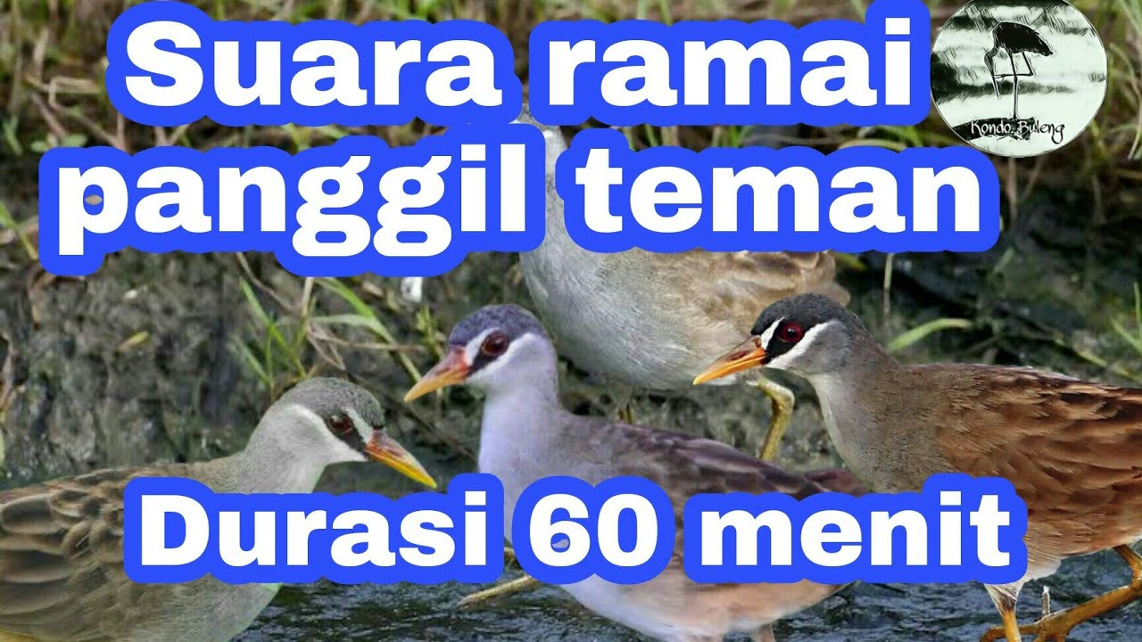 Suara pikat burung Tikusan alis putih suaranya ramai di jamin temannya cepat datang
