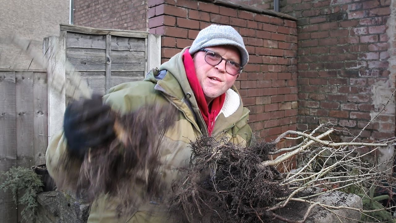 Using unusual trees to make a bonsai forest
