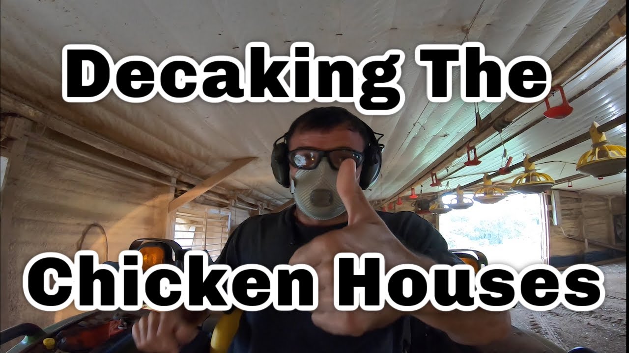 Decaking the Chicken Houses ⎸Crusting the Litter