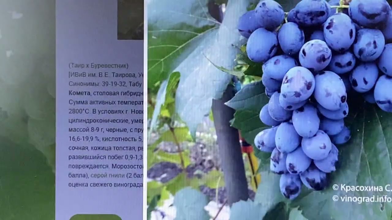 Столовые сорта винограда высоко устойчивые к оидиуму, мильдью, гнилям, антракнозу и др.