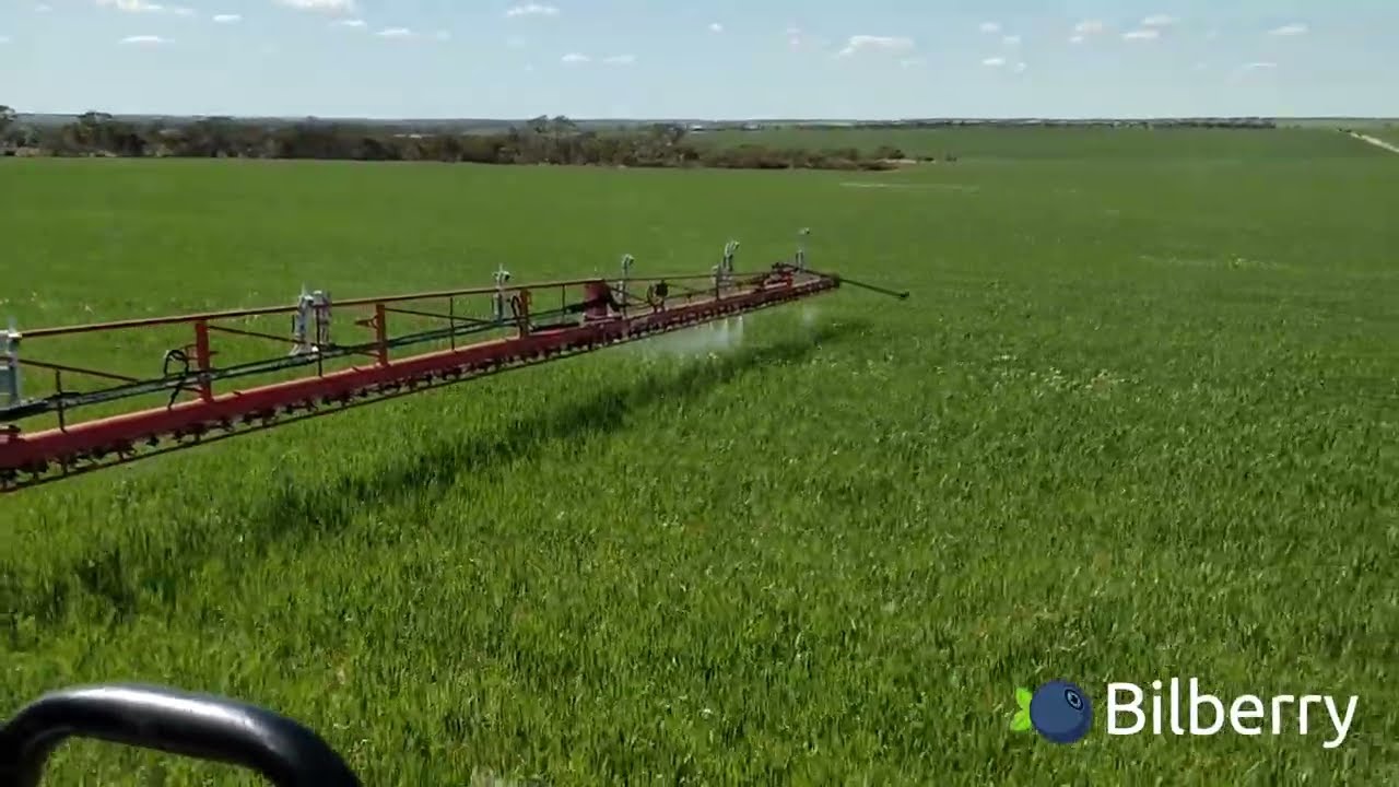 Bilberry Spot Spraying Radish in Wheat (Green on Green)