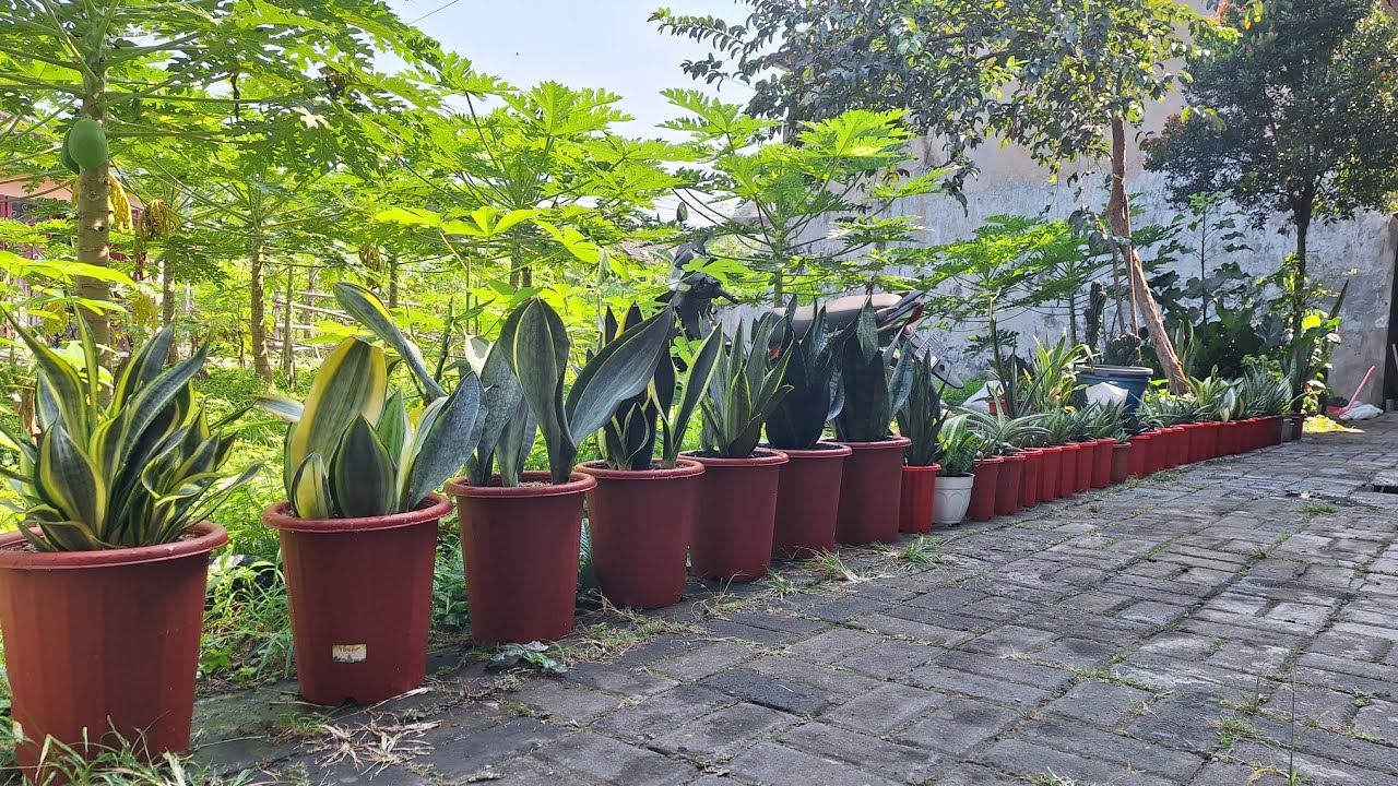 Lihat Koleksi Tanaman Lidahmertua / Sansevieria di Depan Rumah