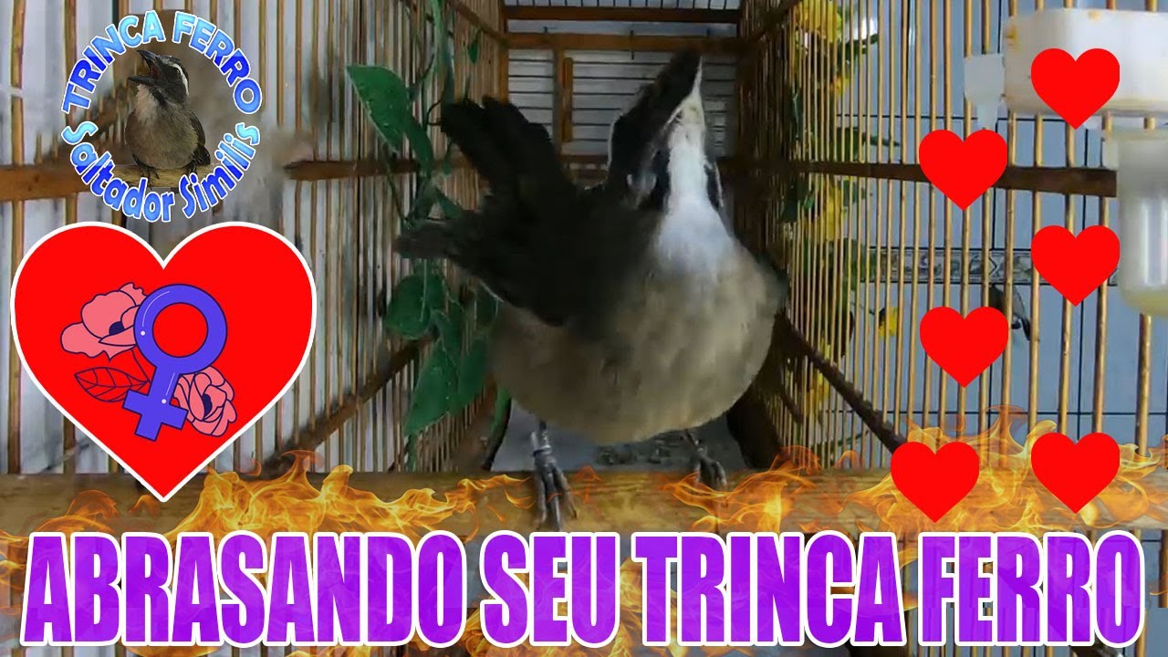 ABRASAR SEU TRINCA FERRO FEMEA PEDINDO GALA